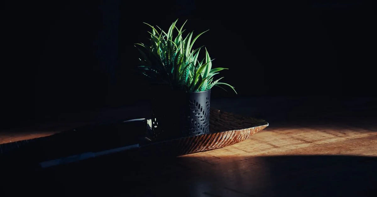 découvrez notre sélection de plantes d'intérieur adaptées aux faibles luminosités, parfaites pour égayer les espaces peu éclairés de votre maison ou bureau.