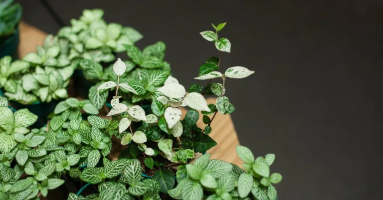 découvrez notre sélection de plantes adaptées aux faibles luminosités, idéales pour illuminer vos espaces peu éclairés avec style et facilité.