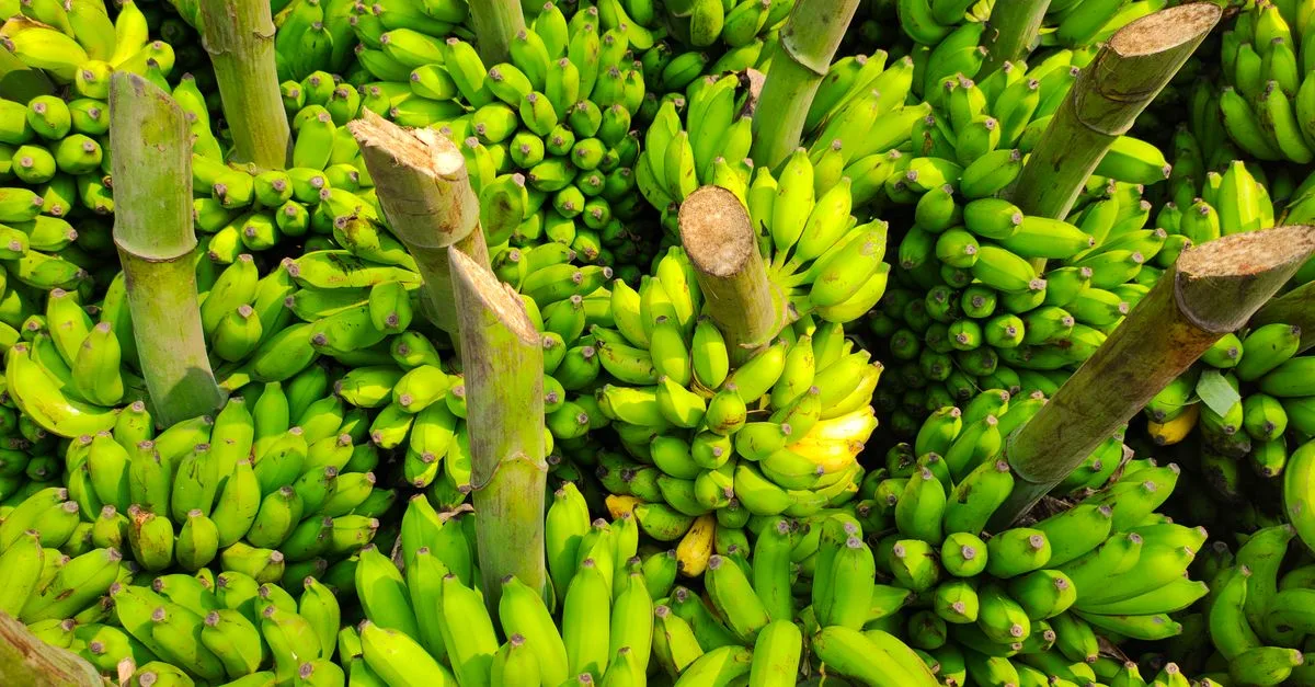 découvrez les bienfaits de la racine de bananier, une plante aux vertus médicinales et nutritives, utilisée en cuisine et en phytothérapie.