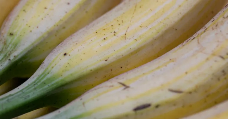 découvrez les bienfaits de la racine de banane, une plante aux multiples vertus pour la santé et le bien-être.