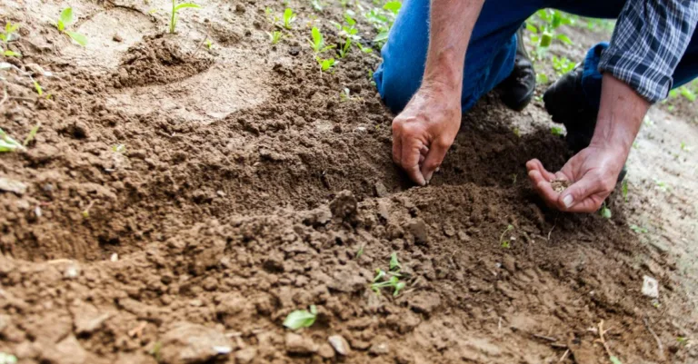 guide complet pour la plantation de chayote : conseils, techniques et astuces pour réussir la culture de ce légume délicieux et nutritif.