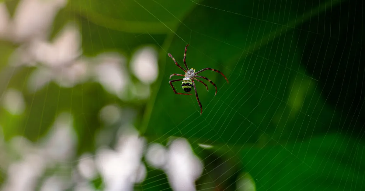 découvrez tout sur l'araignée verte : son habitat, son comportement et son rôle dans l'écosystème. un guide complet pour mieux comprendre cette fascinante espèce.