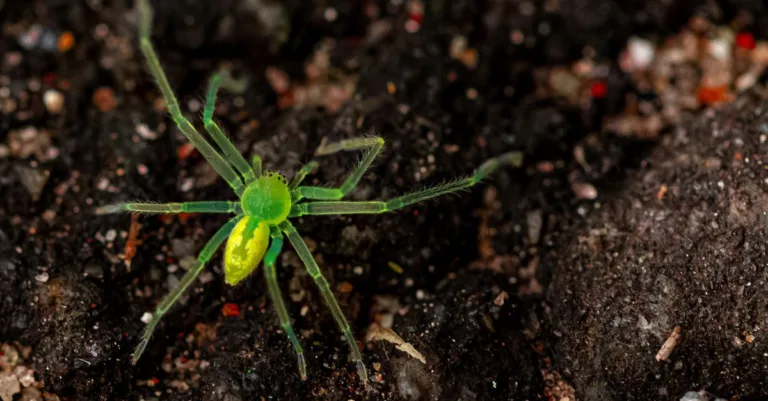 découvrez tout sur la green spider, une araignée verte fascinante, ses caractéristiques, son habitat et son rôle dans l'écosystème.