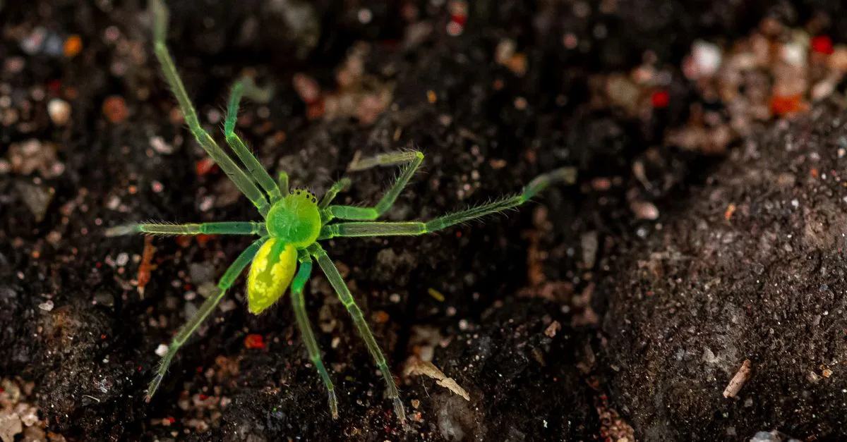 découvrez tout sur la green spider, une araignée verte fascinante, ses caractéristiques, son habitat et son rôle dans l'écosystème.
