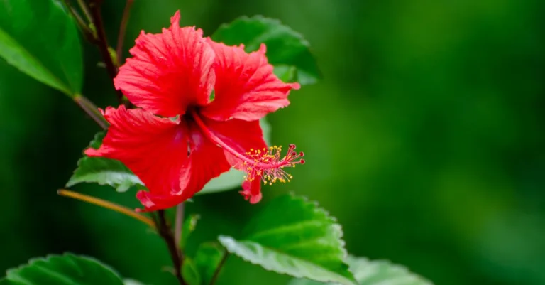 découvrez les meilleures méthodes pour la propagation de l'hibiscus et réussissez à multiplier vos plantes facilement et efficacement.