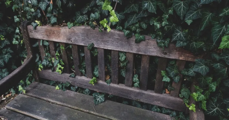 service professionnel d'élimination de la vigne vierge pour protéger vos murs et jardins. intervention rapide et efficace pour un espace propre et sécurisé.