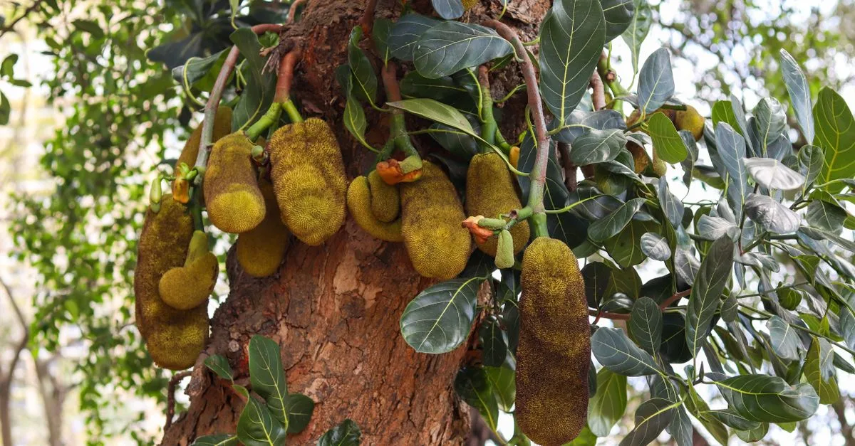 découvrez le jackfruit, un fruit exotique riche en saveurs et en nutriments, parfait pour une alimentation saine et végétarienne.