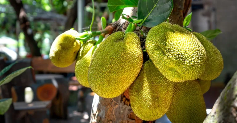 découvrez le fruit du jacquier, une alternative végétale riche en fibres et en nutriments, idéale pour des recettes saines et savoureuses.