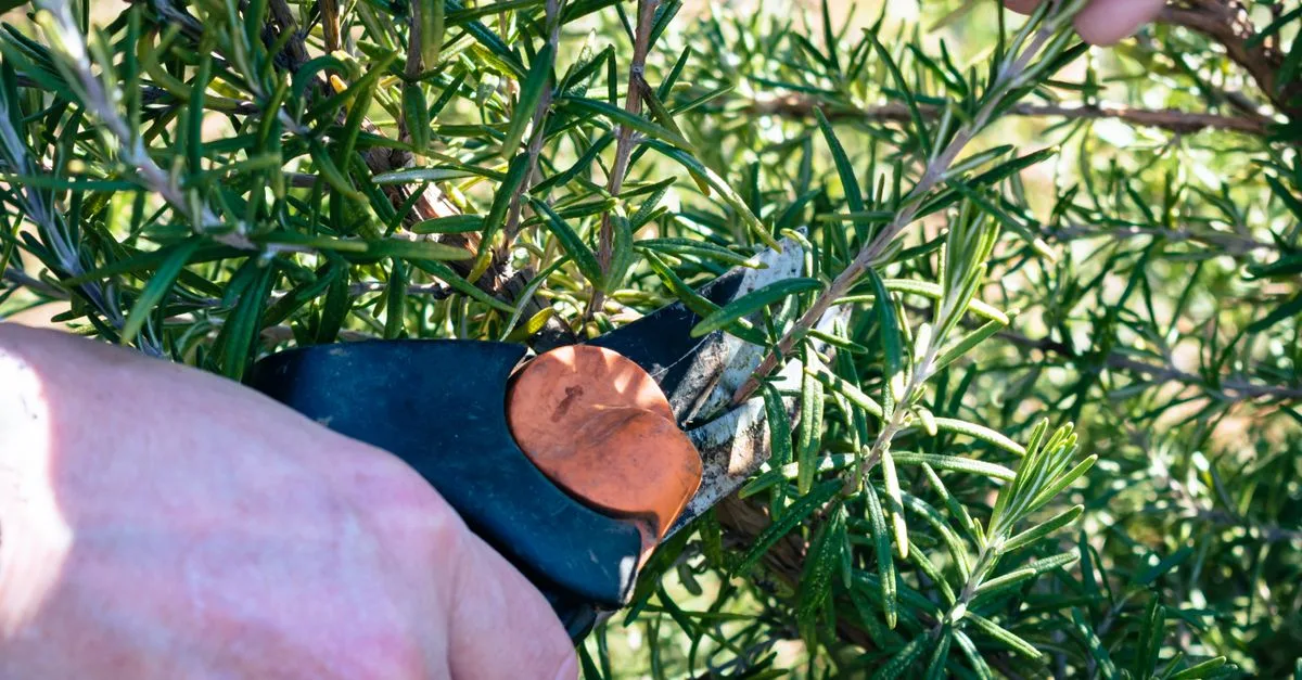 découvrez les meilleures techniques de taille des plantes pour favoriser leur croissance, améliorer leur santé et embellir votre jardin.