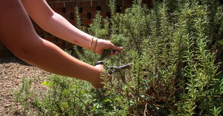 découvrez les meilleures techniques de taille des plantes pour favoriser une croissance saine et un jardin florissant toute l'année.