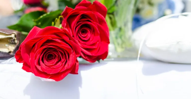 découvrez comment bouturer vos rosiers facilement avec nos conseils pratiques pour réussir vos boutures de roses et embellir votre jardin.