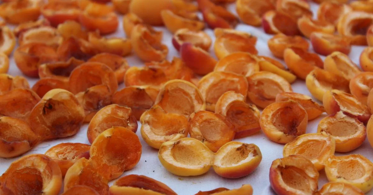 découvrez les risques liés à la consommation de mirabelles sauvages toxiques et apprenez à les identifier pour éviter tout danger.