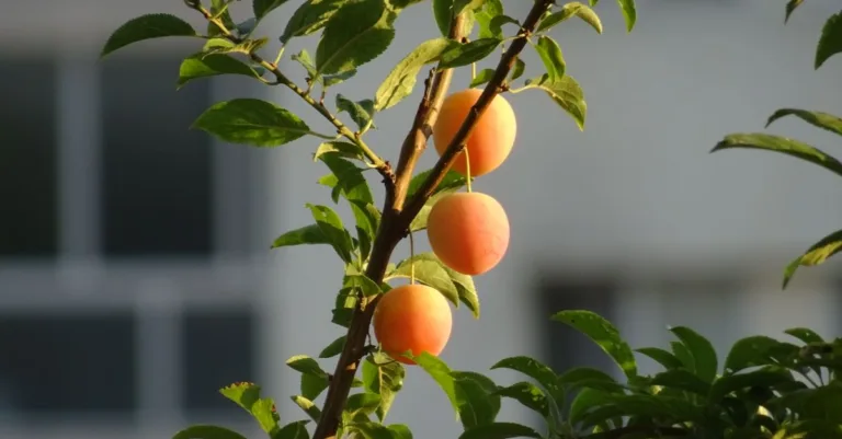 découvrez les risques liés à la consommation de mirabelles sauvages toxiques et comment les identifier pour éviter tout danger pour votre santé.