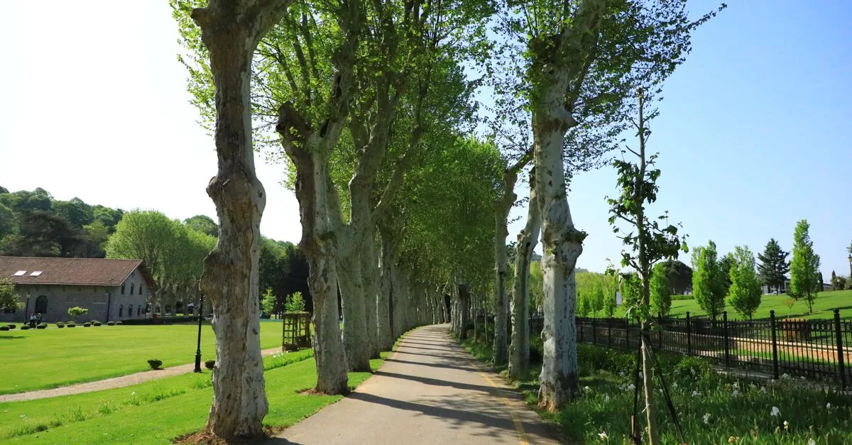 découvrez les principales maladies du platane, leurs symptômes et les solutions pour protéger et préserver la santé de vos arbres.