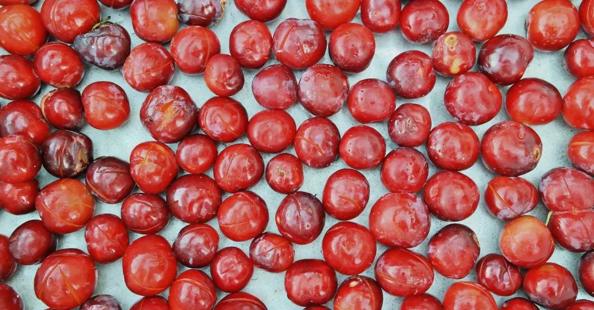 la prune rouge est-elle toxique ? découvrez les risques liés aux noyaux et aux feuilles, ainsi que les précautions à prendre pour savourer son fruit en toute sécurité.