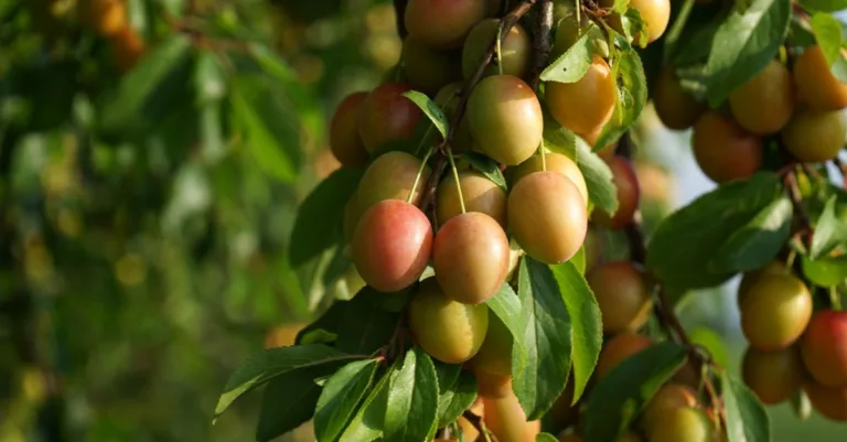la prune rouge est-elle toxique ? découvrez les risques liés au fruit, au noyau et aux feuilles, ainsi que les précautions à prendre.
