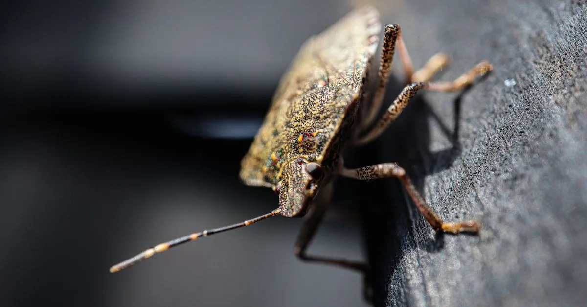 découvrez pourquoi une punaise puante entre dans la maison et comment l’éloigner efficacement, sans écraser cet insecte malodorant.